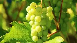 Grapes